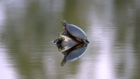 Painted turtle standing on rock in a pond Stock Footage 142342565