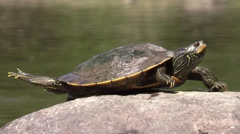 Painted turtle stretches on rock while soft shell turtle climbs on rock Stock Footage 54332075