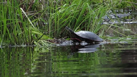 Painted Turtle In the Sun Stock Footage 155760677