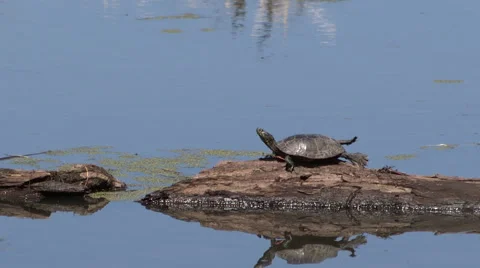 Painted Turtle Sunbathing on a Log closeup Stock Footage 49621420