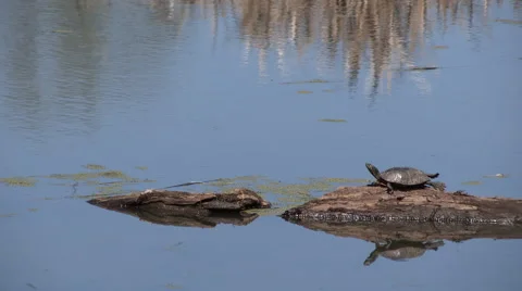 Painted Turtle Sunbathing on a Log Video stock 49621419