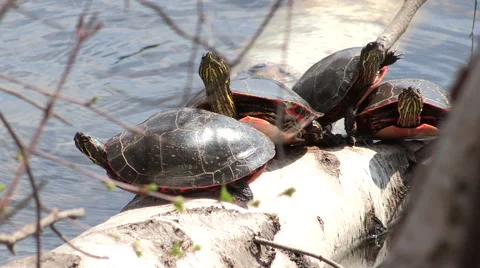 Painted Turtle Sunbathing on a Log Stock Footage 49690417