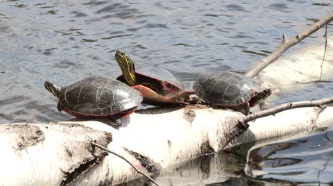 Painted Turtle Sunbathing on a Log Stock Footage 49690425