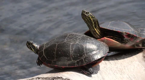 Painted Turtle Sunbathing on a Log Stock Footage 49690435