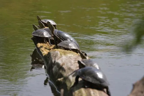 Painted turtle sunning Stock Photos