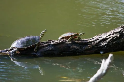 Painted turtle sunning Stock Photos