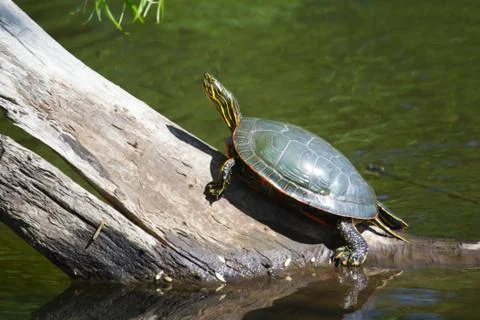Painted turtle sunning Stock Photos