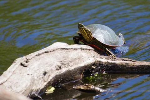 Painted turtle sunning Stock Photos