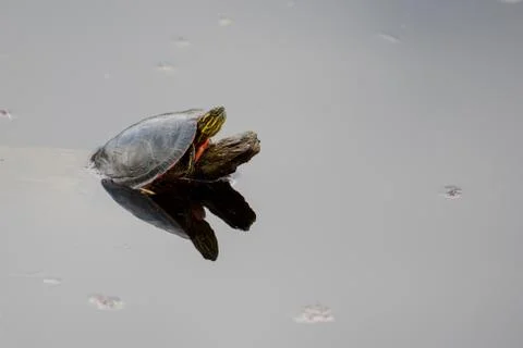 Painted turtle sunning Stock Photos