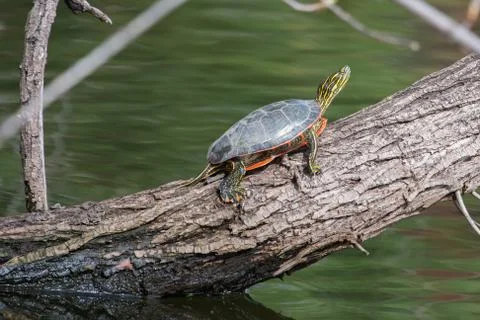 Painted turtle sunning Stock Photos