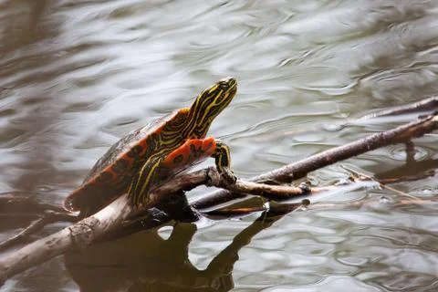 Painted turtle sunning Stock Photos