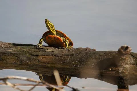 Painted turtle sunning in soft focus Stock Photos