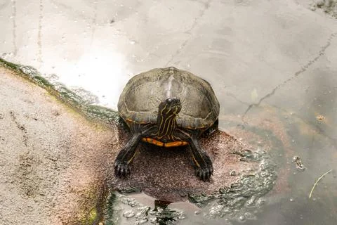Painted Turtle in Swamp Stock Photos