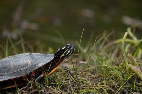 Painted Turtle in Swamp 写真素材