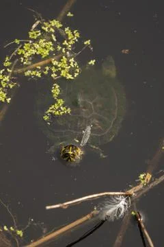 Painted Turtle in Swamp Stock Photos