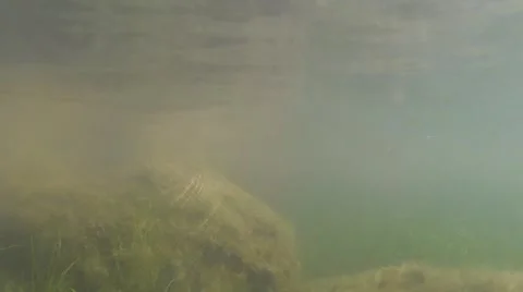 Painted Turtle Swimming Black Hills Pond Spring Underwater Stock Footage