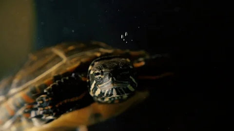 Painted Turtle Swimming Underwater Slow Motion Stock Footage