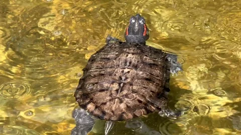 A painted turtle swims freely in a calm pond its shell glistening under sunlight Stock Footage 308775714