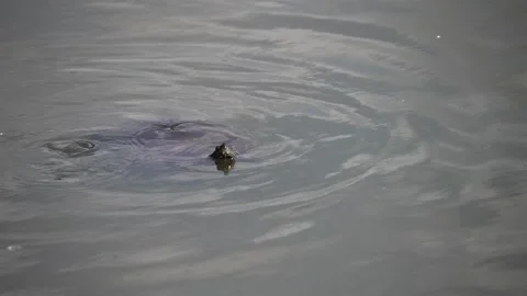 Painted turtle swims poking only head and tail out of water, slow motion Stock Footage 252110854