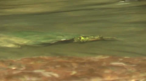 Painted turtle swims onto rock in river Stock Footage 53838277