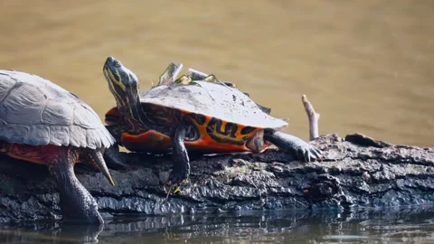 Painted turtle taking a sun bath, slow motion Stock Footage 268635893