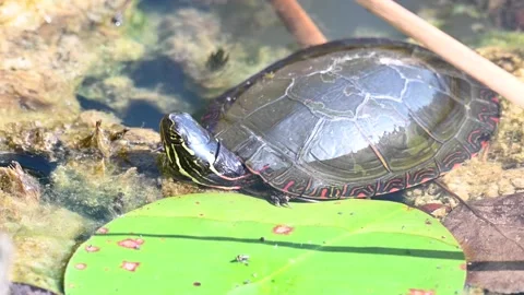 Painted Turtle - Toronto, cu, ec, lillypad 스톡 동영상 151227775