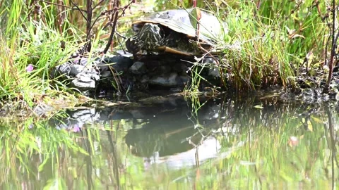 Painted Turtle - Toronto, mc, ec, reflection, stretch, into shell Stock Footage 151227836