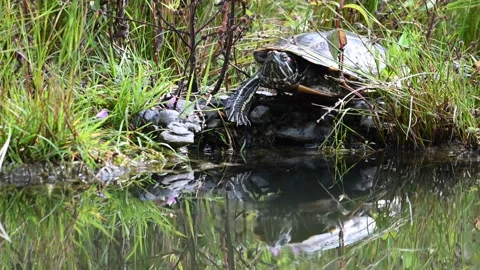 Painted Turtle - Toronto, mc, ec, reflection 1 Video stock 151227856