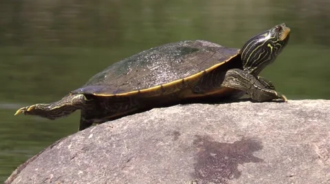 Painted turtle turns to face camera while sitting on river rock Stock Footage 54332233