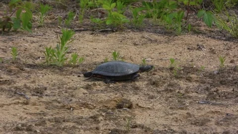 Painted Turtle Wanders Slowly Across Sand Searching for Nesting Ground Stock Footage 325634911