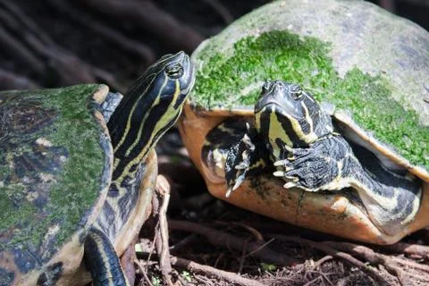 Painted turtle in wildlife Stock Photos