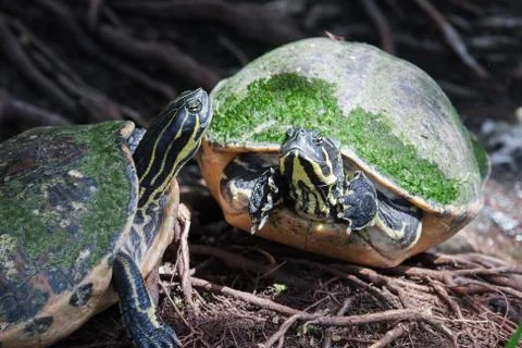 Painted turtle in wildlife Stock Photos