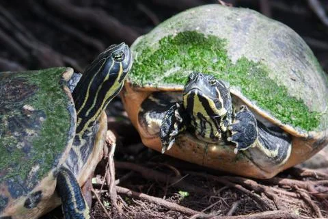 Painted turtle in wildlife Stock Photos