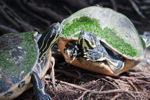 Painted turtle in wildlife Stock Photos