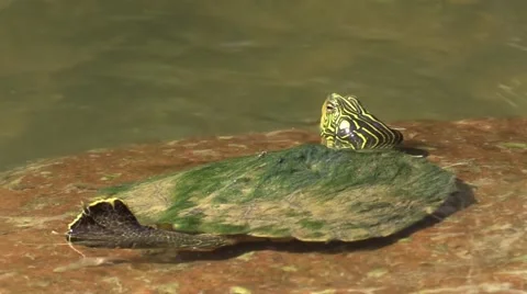 Painted turtle zoom in close wildlife nature animal Stock Footage 53838985