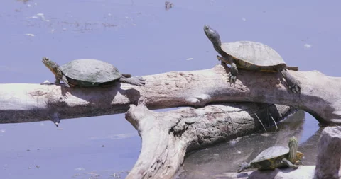 Painted Turtles Basking in the Sun Stock Footage 247783113