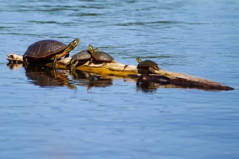 Painted turtles basking in the sun. Stock Photos