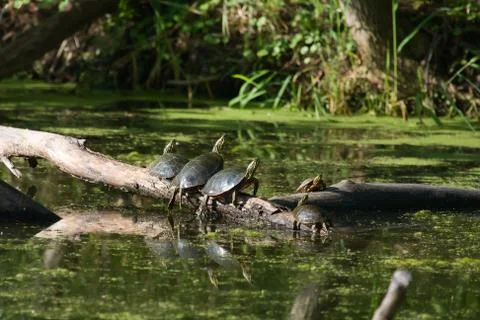 Painted turtles basking in the sun. Stock Photos