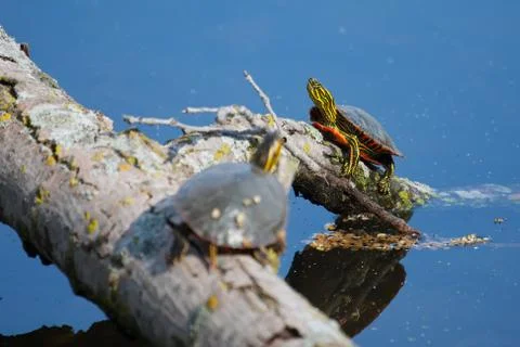 Painted turtles basking in the sun Stock Photos