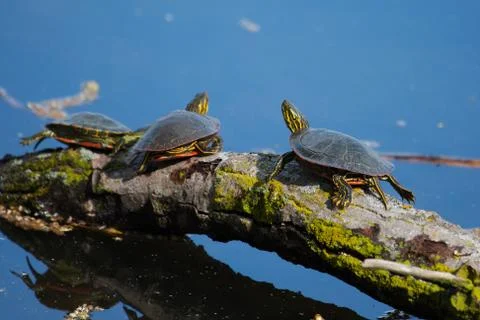 Painted turtles basking in the sun Stock Photos