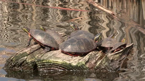 Painted Turtles jumping into the Water Stock Footage 49802741