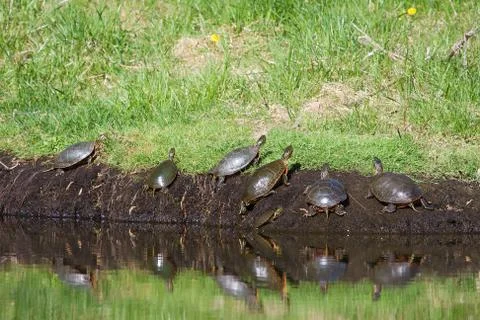 Painted turtles Stock Photos
