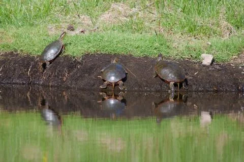 Painted turtles Stock Photos