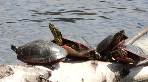 Painted Turtles sitting on a Log Sun Bathing Stock Footage 49690135