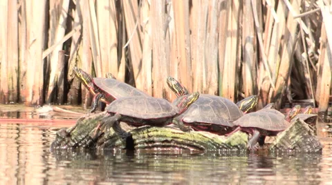 Painted Turtles sitting on a Log Sun Bathing Stock Footage 49802443