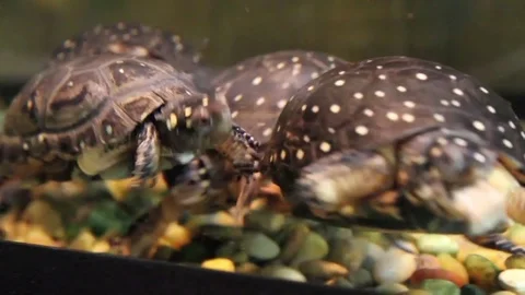 Painted turtles swimming Stock Footage 82020550
