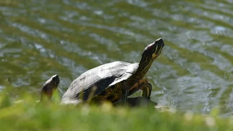 Painted Turtles Warming on a Rock Stock Footage 190579945