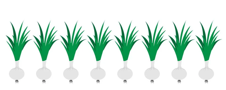 Painted vector illustration of spring onions on white background. Symbol of f Stock Illustration