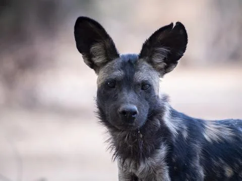 Painted wolf looking at camera Stock Photos