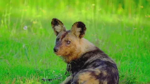 Painted wolf lying in lush savanna grass alert and watching surroundings Stock Footage 345482892